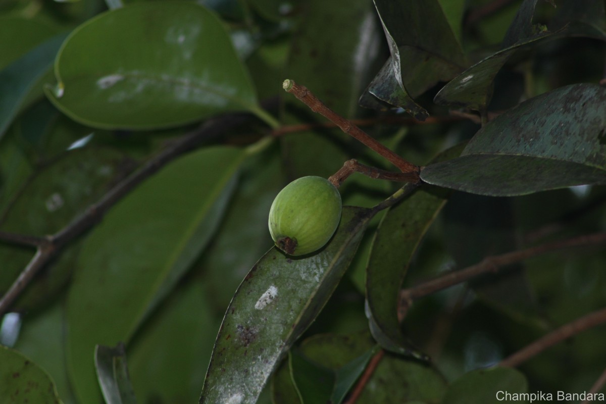Syzygium grande (Wight) Walp.